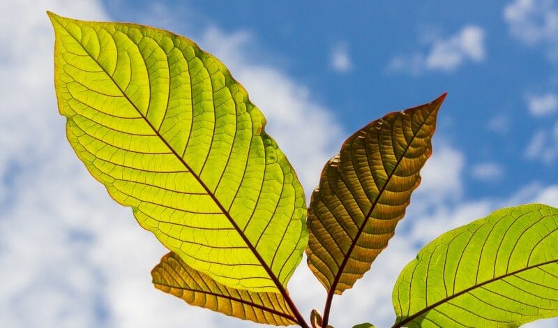 Kratom leaves